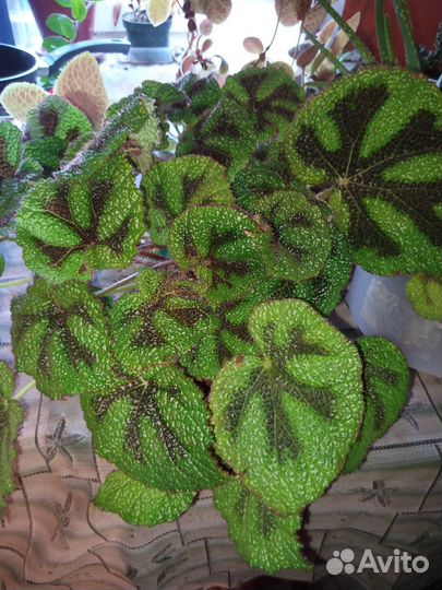 Эписция, бегония, и многол, сентябринки