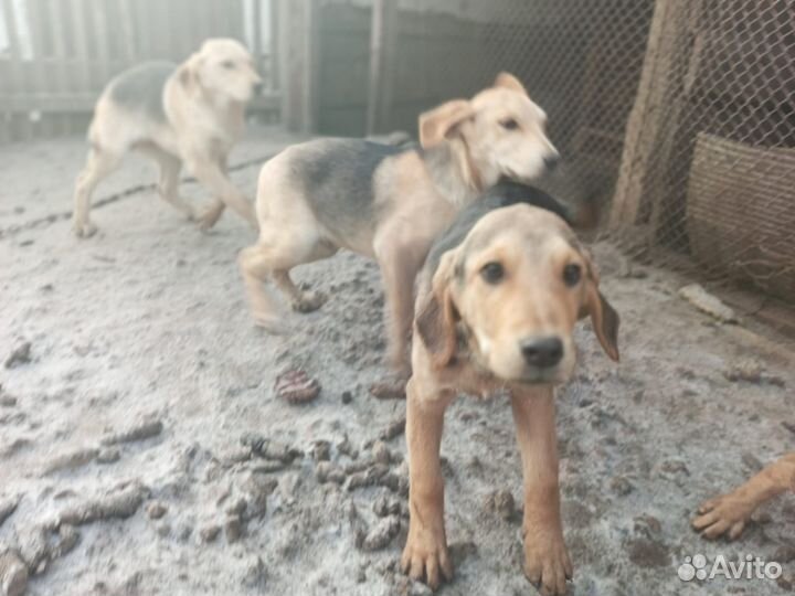 Щенки русской гончей