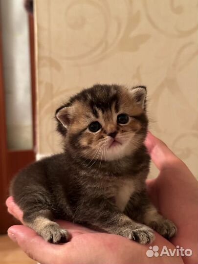 Котятки Британцы n25