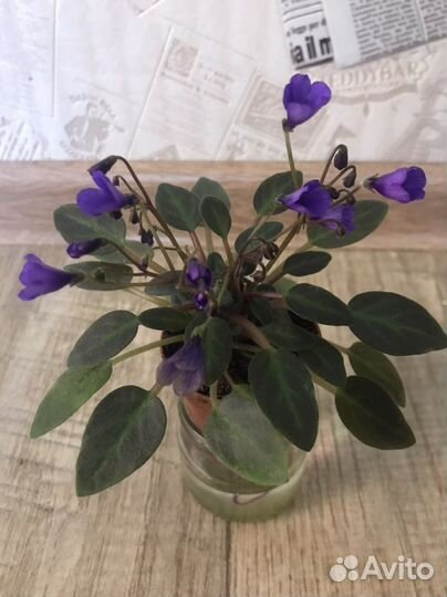 Сортовые фиалки