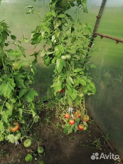 Помидоры домашние