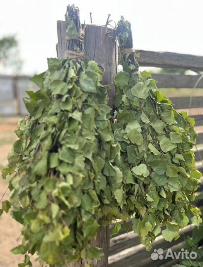 Веники для бани березовые