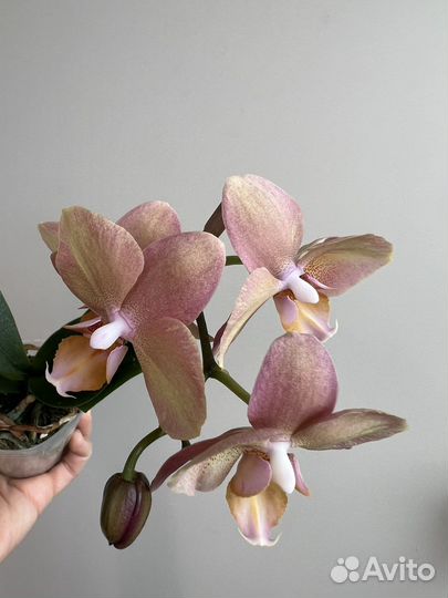 Орхидея Легато (Smoky Pink Смоки Пинк) Бронь