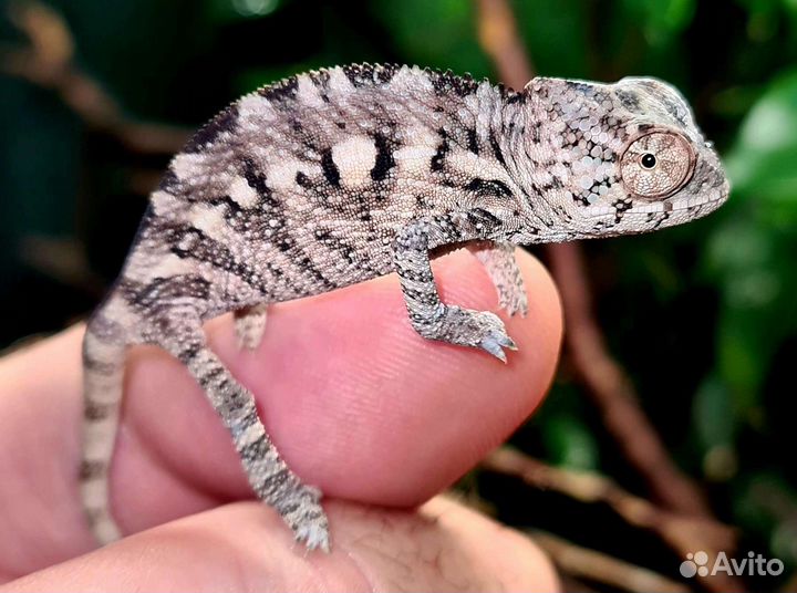 Хамелеоны Пантеровые