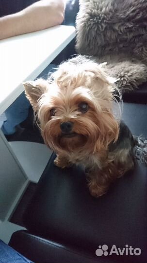 Зоотакси, перевозка питомцев