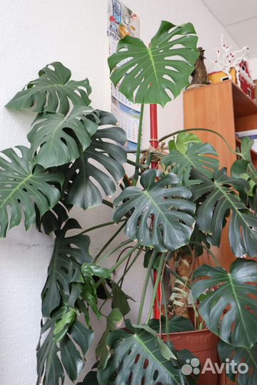 Комнатные растения цветы большие