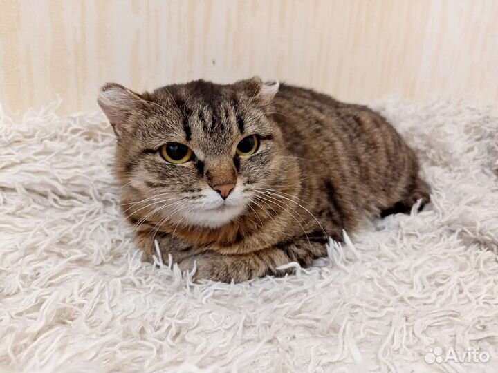 Кошечка очень нуждается в хозяине