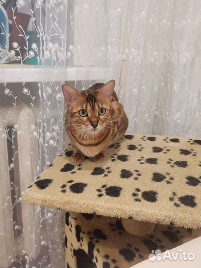 Бенгальская кошка