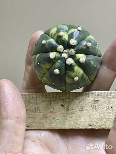 Astrophytum kikko variegate
