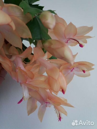 Шлюмбергера сортовая. Шикарный Розовый, Белый, Беж