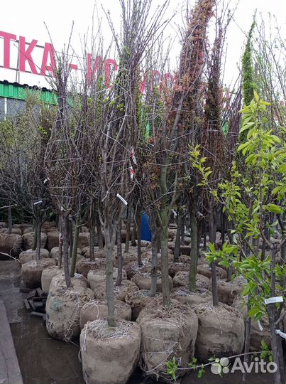 Крупномеры плодовых деревьев