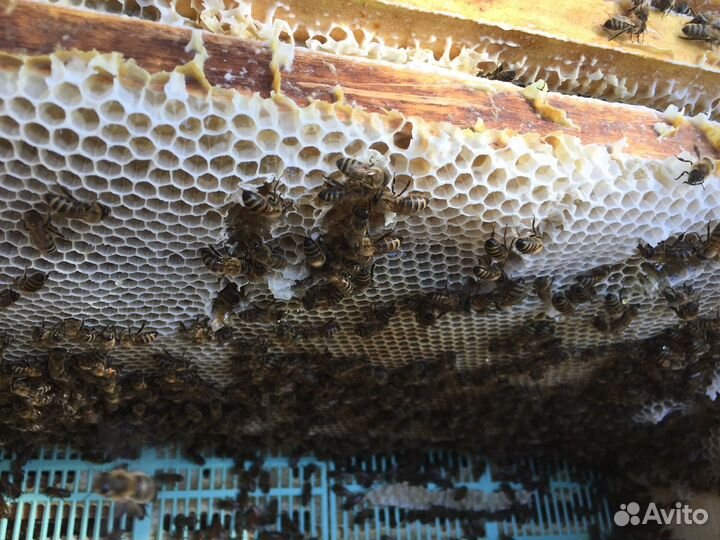 Аккураевый мед