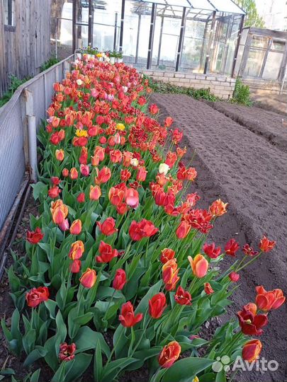 Смесь сортовых луковиц тюльпанов