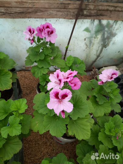 Многолетние садовые растения