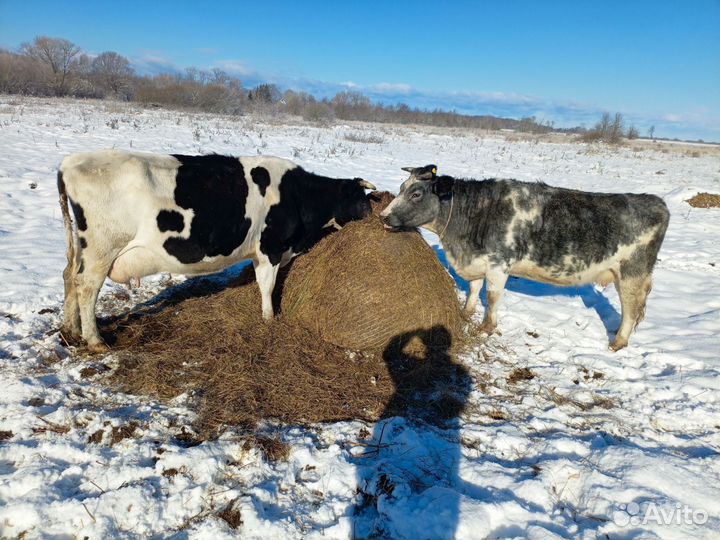 Корова дойная