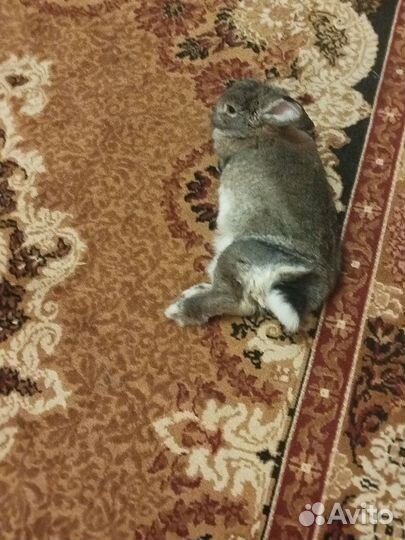 Продам кролика клетку