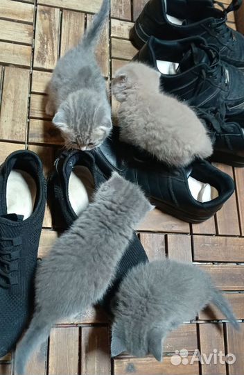 Шотландские котята
