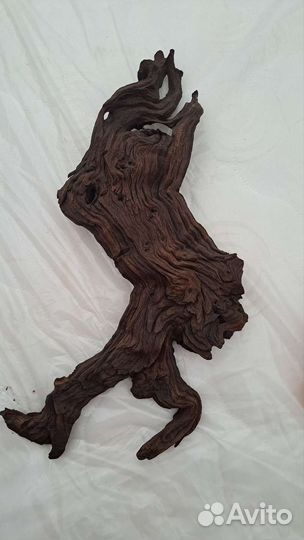 Коряга мангового дерева