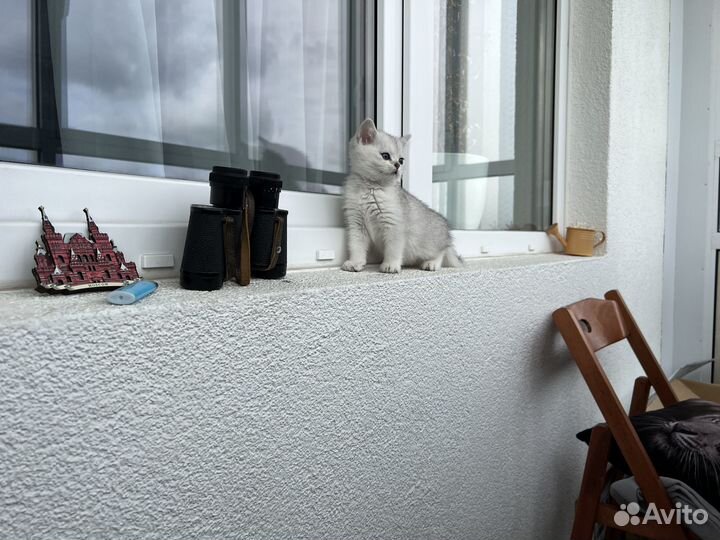 Британская серебристая шиншилла