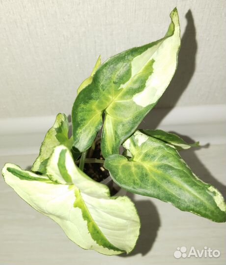 Сингониумы сортовые