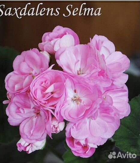 Пеларгонии сортовые