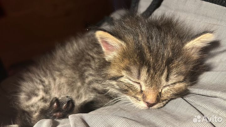 Котенька девочка