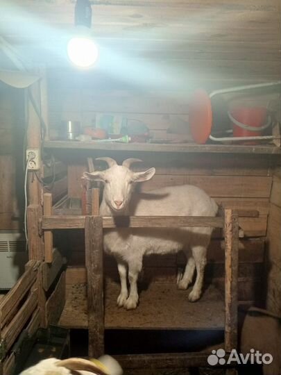 Коза дойная