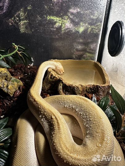 Змея с террариумом