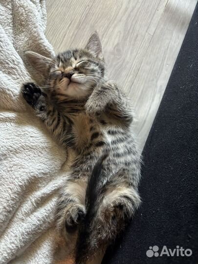 Котенок в добрые руки