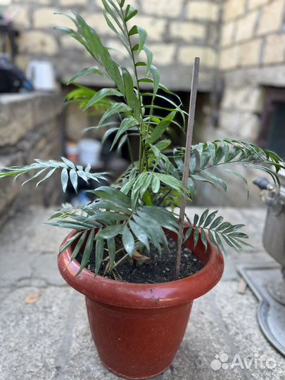 Пальма хамедорея