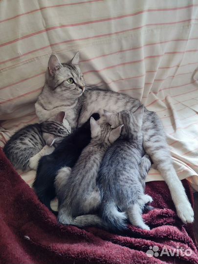 Домашние животные котята