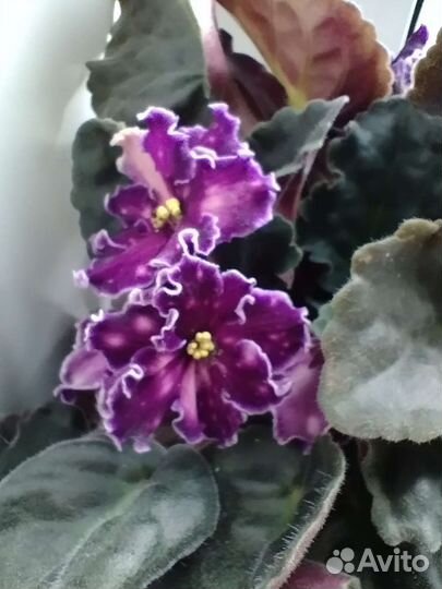 Сортовые фиалки