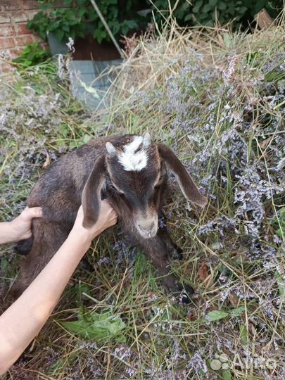 Козёл и козочка