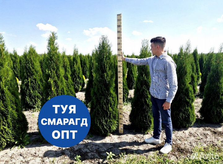 Туя смарагд рост 201 см /опт 150 шт