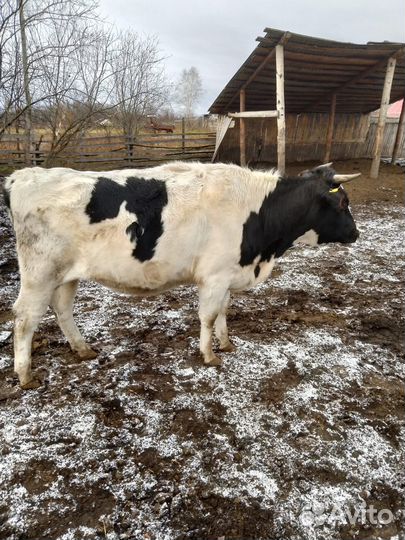 Быки и телки живым весом