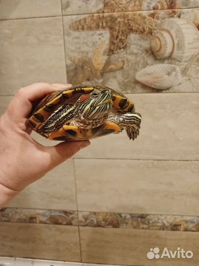 Отдам бесплатно