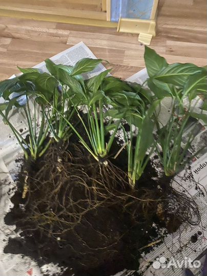 Спатифиллум