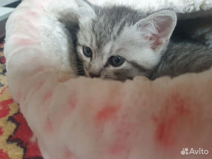 Котик от шотландской кошки, приучен к лотку