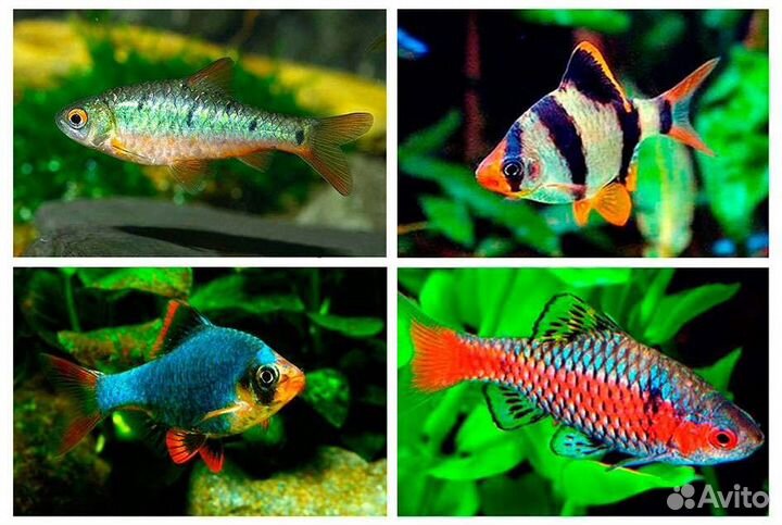 Аквариумные рыбки