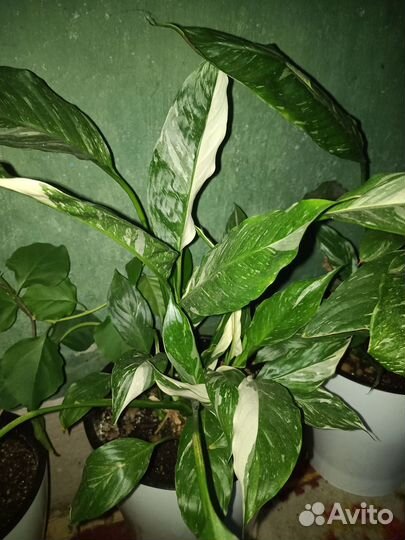 Спацифилум Домино