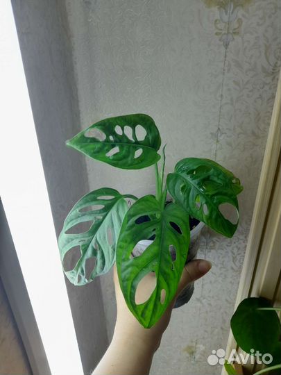 Монстера манки маск