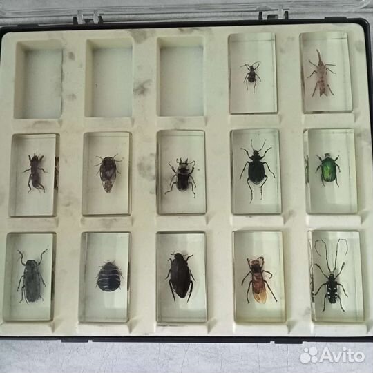 Насекомые в стекле
