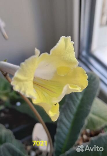 Детки стрептокарпусов