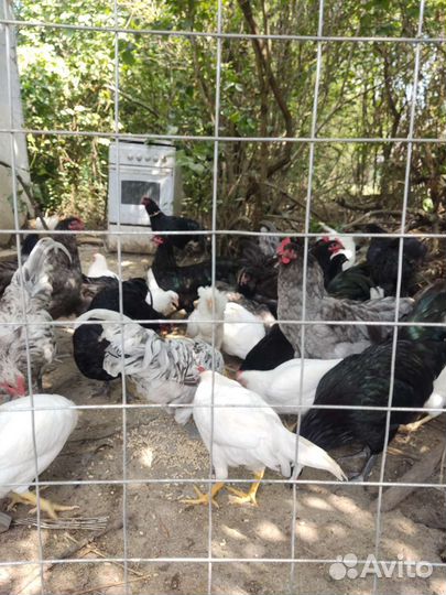 Куры Австролорп