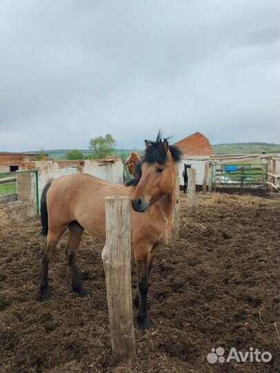 Жеребец башкирской породы