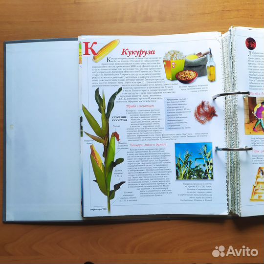 Школьная энциклопедия