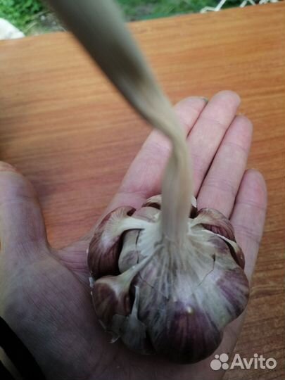 Чеснок озимый