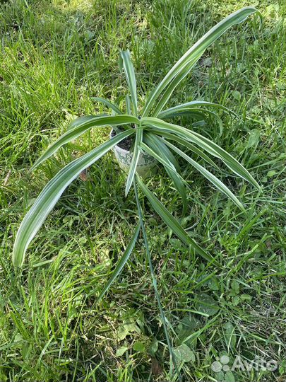 Хлорофитум