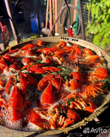 Раки живые и варёные волжские в розницу/оптом