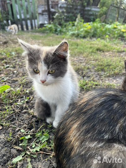 Котенок девочка в добрые руки
